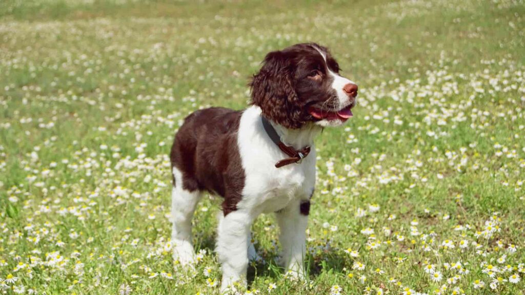 ספרינגר ספנייל אנגלי