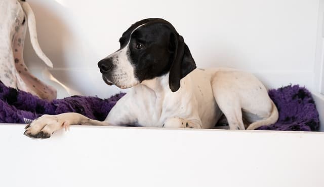 פוינטר אנגלי